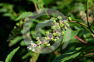 Berries and blooms