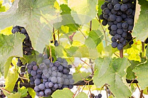 Berries of blue grapes on a bush with leaves/Berries of blue grapes on a bush with leaves on a sunny day