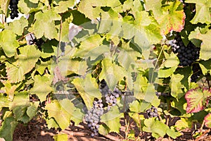 Berries of blue grapes on a bush with leaves/Berries of blue grapes on a bush with leaves on a sunny day