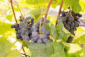 Berries of blue grapes on a bush with leaves/Berries of blue grapes on a bush with leaves on a sunny day