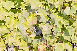 Berries of blue grapes on a bush with leaves/Berries of blue grapes on a bush with leaves on a sunny day