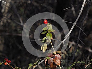 Berries and Bokeh