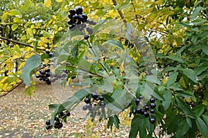 Berries on branch of common privet