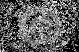 Berries on bush black and white pattern