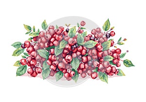 Berries on the bush watercolor vector illustration.