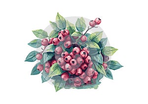 Berries on the bush watercolor vector illustration.