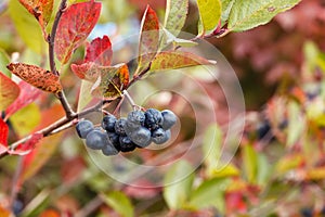 Berries of chokeberry on bush in garden