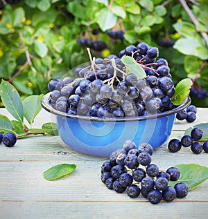 Berries chokeberry in a metal bowl