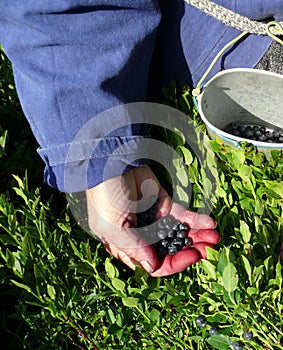 Berries collect in the summer
