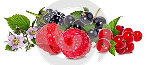 Berries collection. Raspberry, currant, blackberry isolated