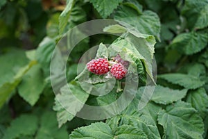 Berries of Columnar Tayberry \'Buckingham\' ripen in the garden in June. Berlin, Germany