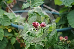 Berries of Columnar Tayberry \'Buckingham\' ripen in the garden in June. Berlin, Germany