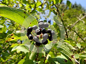 Berries of common dogwood