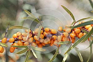 Berries of a common sea buckthorn Hippophae rhamnoides