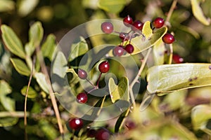 Berries of the Common smilax