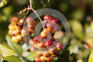 Berries of the Common smilax