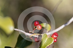 Berries of the Common smilax