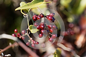 Berries of the Common smilax