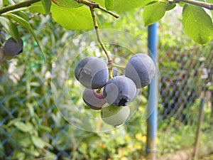 Berries of a cultivated northern highbush blueberry Vaccinium corymbosum