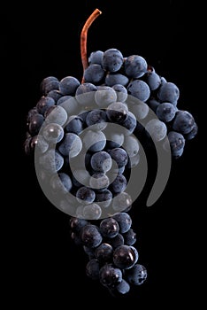 Berries of dark bunch of grape with water drops in low light isolated on black background