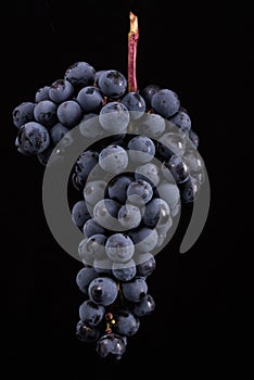 Berries of dark bunch of grape with water drops in low light isolated on black background