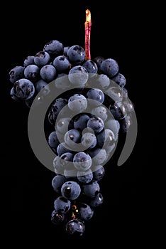 Berries of dark bunch of grape with water drops in low light isolated on black background