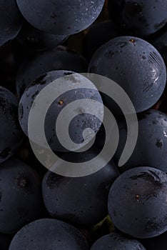 Berries of dark bunch of grape with water drops in low light isolated on black background