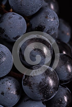 Berries of dark bunch of grape with water drops in low light isolated on black background