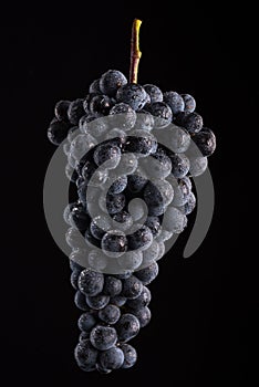 Berries of dark bunch of grape with water drops in low light isolated on black background