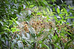 Berries in the dense canopy