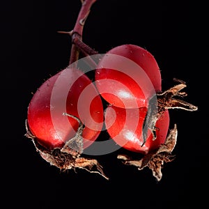 Berries of dog rose isolated on black