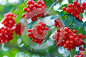 Berries of European cranberrybush or Guelder Rose, ripe red edible berries of Viburnum opulus