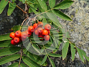 Berries from European rowan / Sorbus aucuparia photo