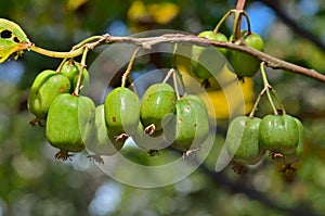 Berries of Far-East