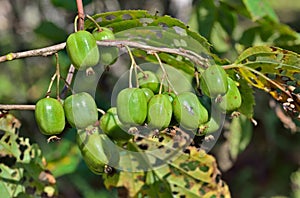 Frutti di bosco da 13 