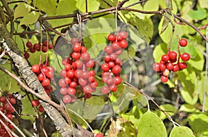 Berries of Far-Eastern plant Schisandra chinensis 2