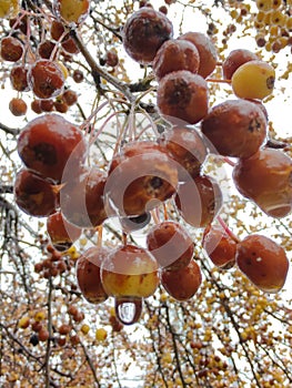 Berries Frozen unthawing tree nature