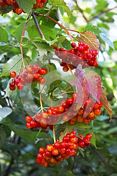 Berries of guelder-rose red photo