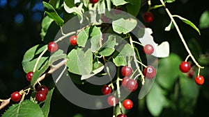 Berries of Hollyleaf Cherry Prunus ilicifolia