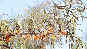 Berries Honey sea buckthorn