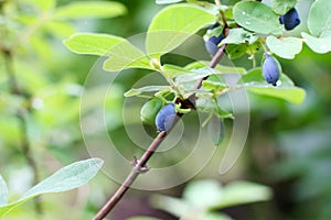 Berries of a honeysuckle on a branch