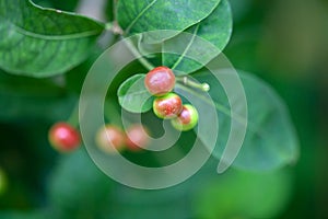 Berries of an Indian snakeroot, Rauvolfia serpentina