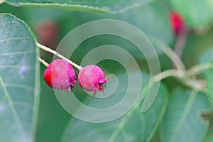 Berries of a juneberry, Amelanchier lamarckii