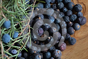 Berries of Juniper, Juniperus communis