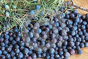 Berries of Juniper, Juniperus communis