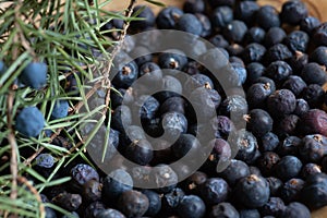Berries of Juniper, Juniperus communis
