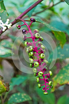 Berries of of Korean ginseng