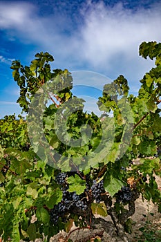 Berries and leaves of grape-vine, beautiful bunch of red wine grapes