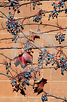 Berries and leaves on vine photo
