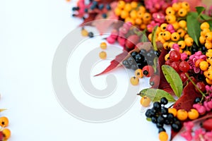 Berries and leaves on white.